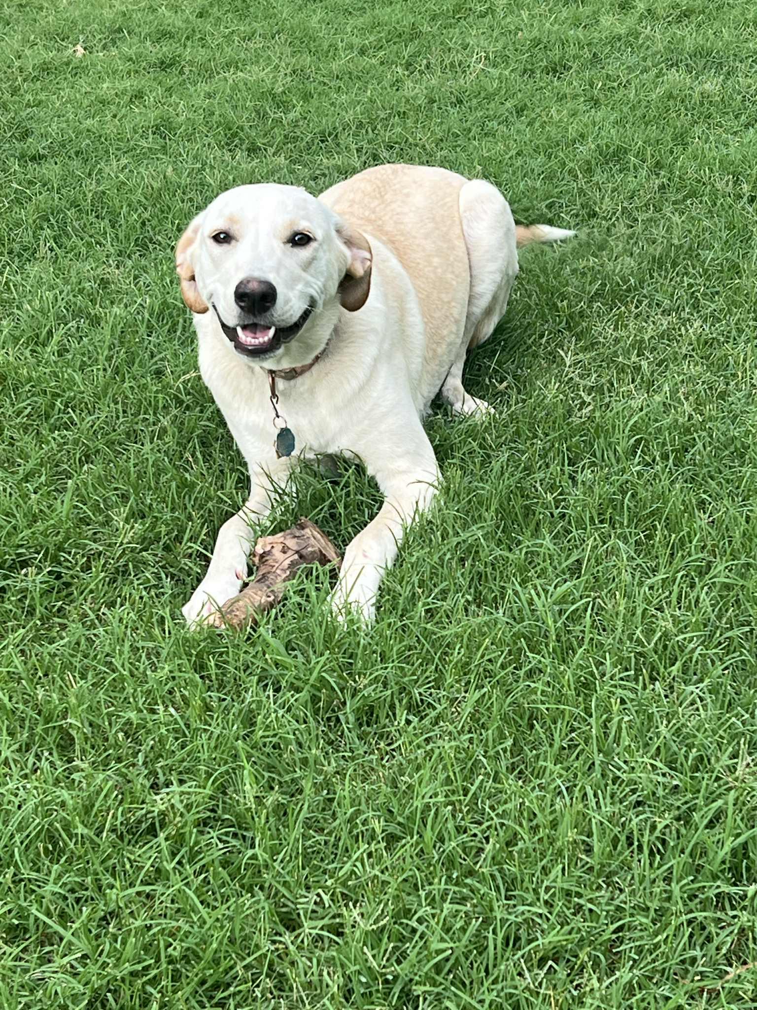 Lulu