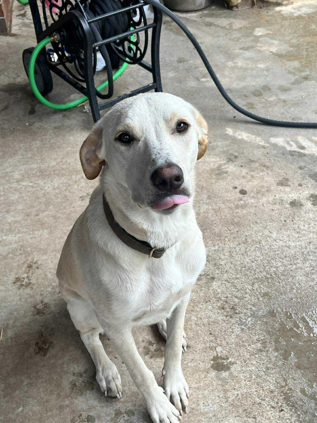 Lulu