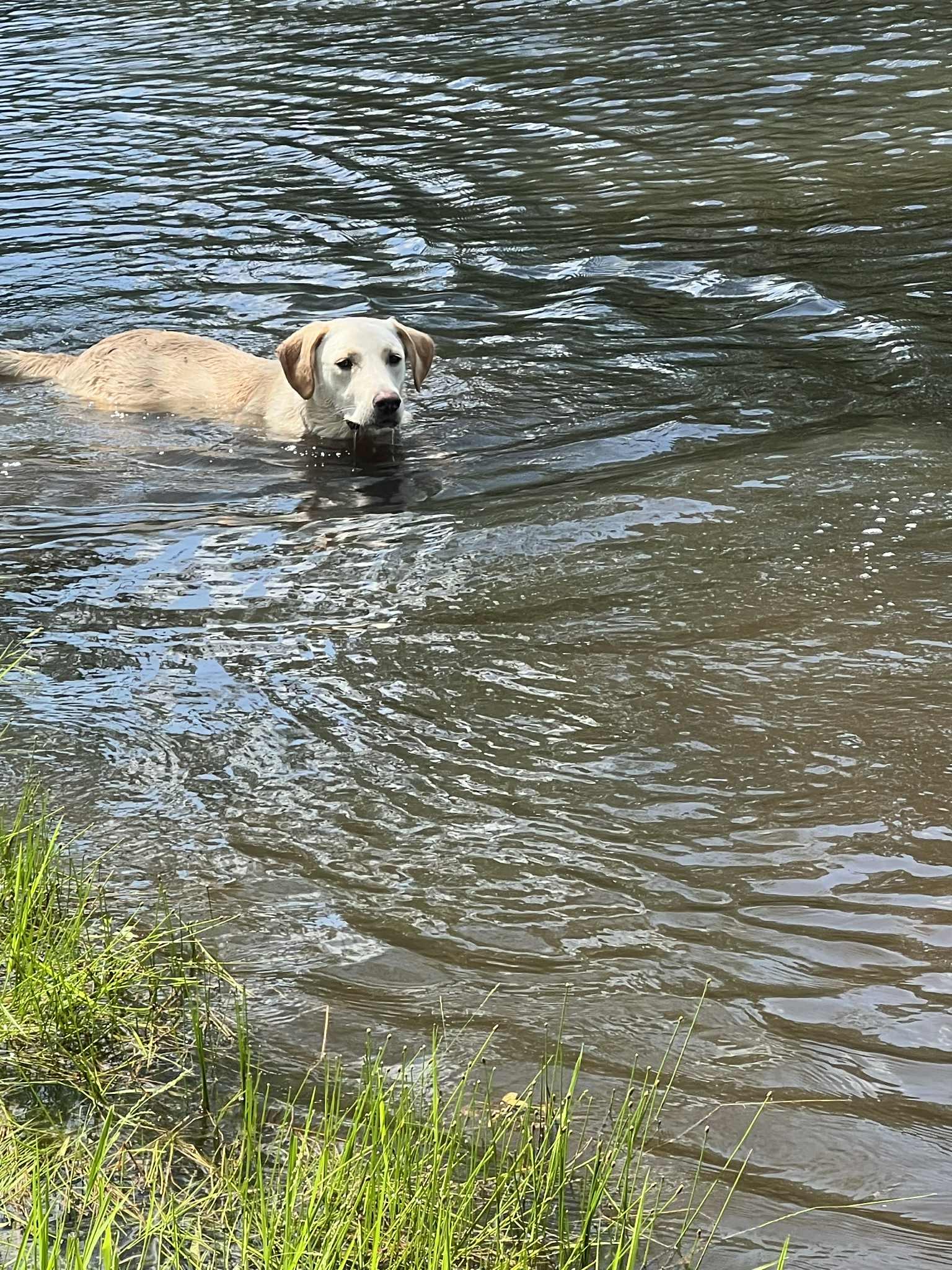 Lulu