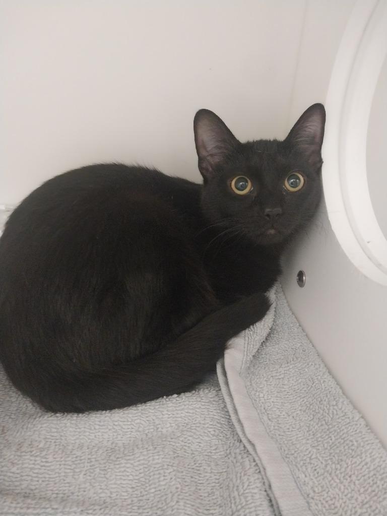 Lacey, Adoptable, Young Female Domestic Short Hair.