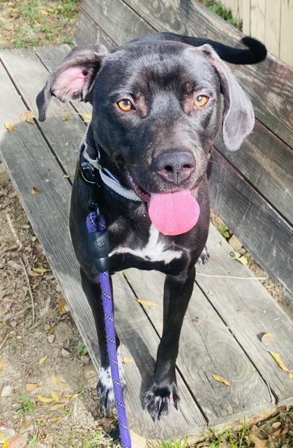 Genesis — thumbnail 2