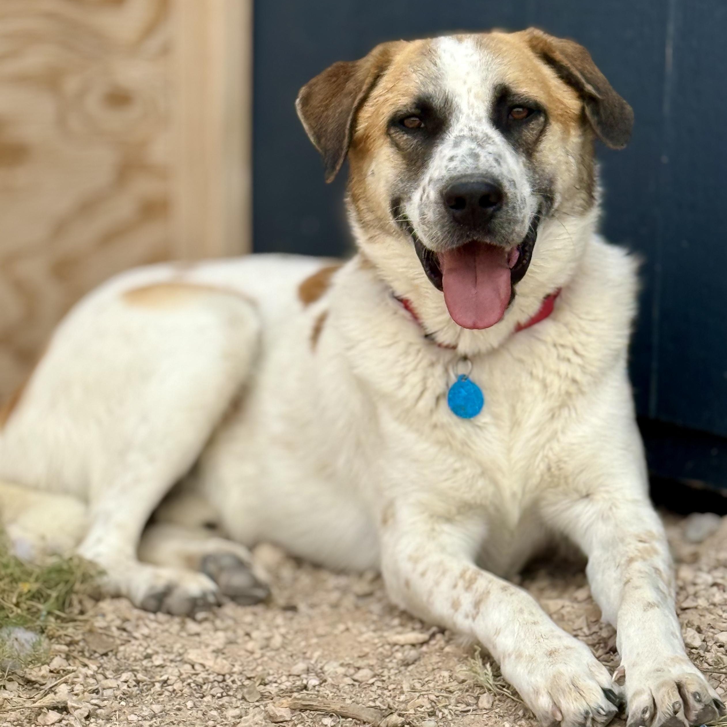 Enlarge Great Northern, a ADOPTABLE mixed breed in Marfa, TX image 2/6