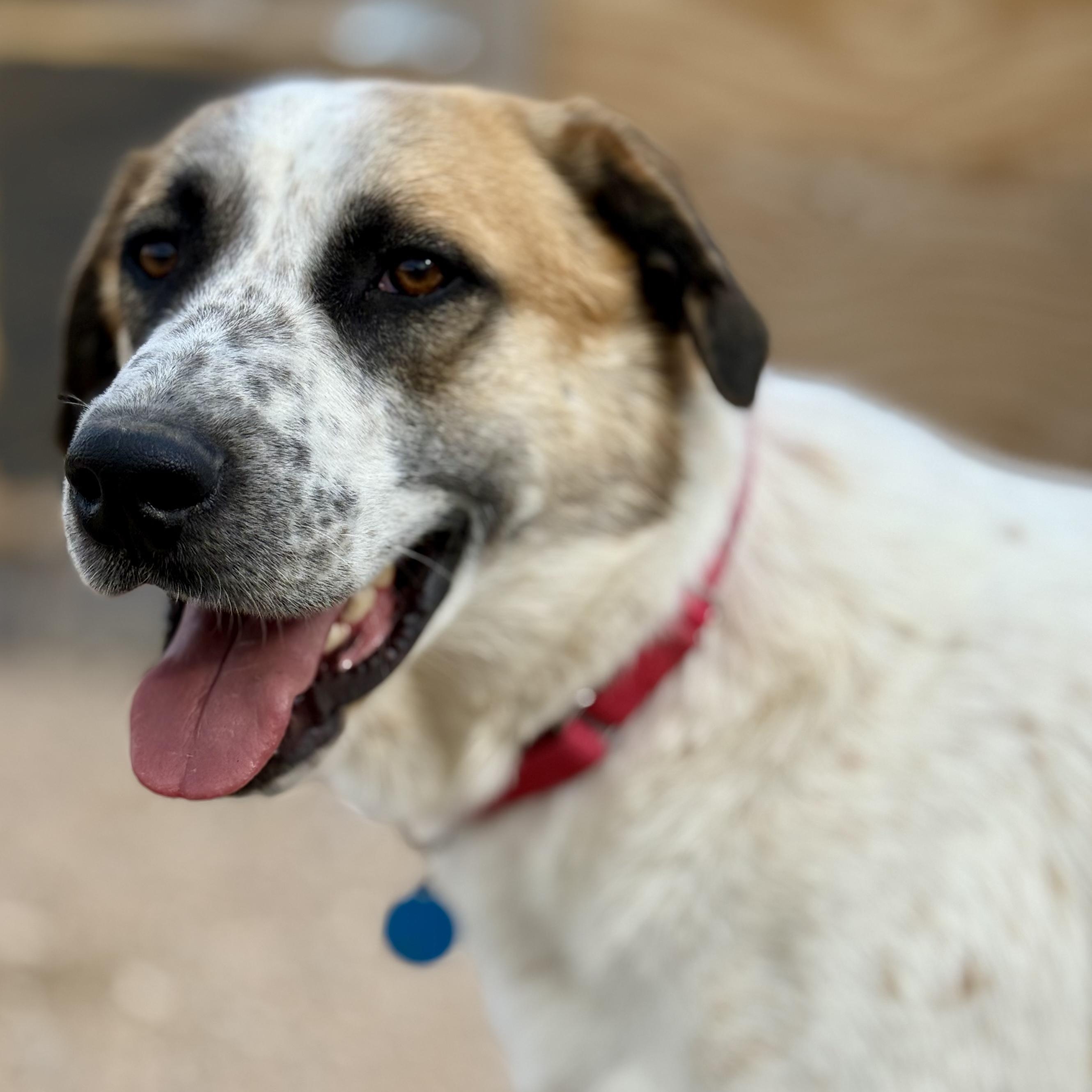 Enlarge Great Northern, a ADOPTABLE mixed breed in Marfa, TX image 1/6