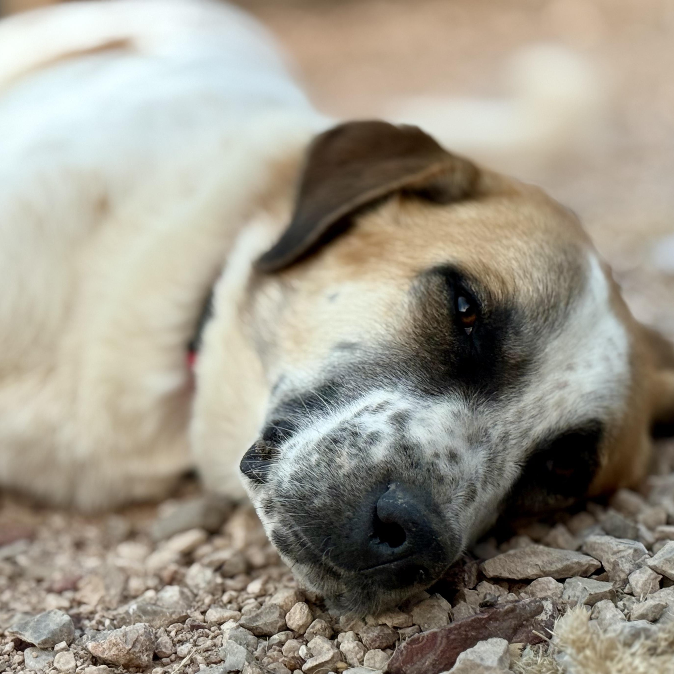 Enlarge Great Northern, a ADOPTABLE mixed breed in Marfa, TX image 4/6