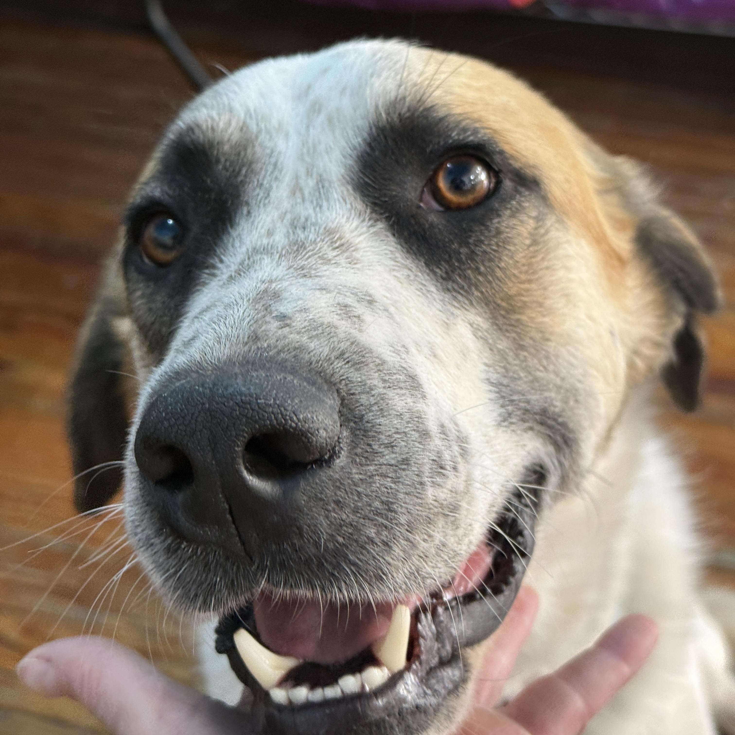 Enlarge Great Northern, a ADOPTABLE mixed breed in Marfa, TX image 3/6