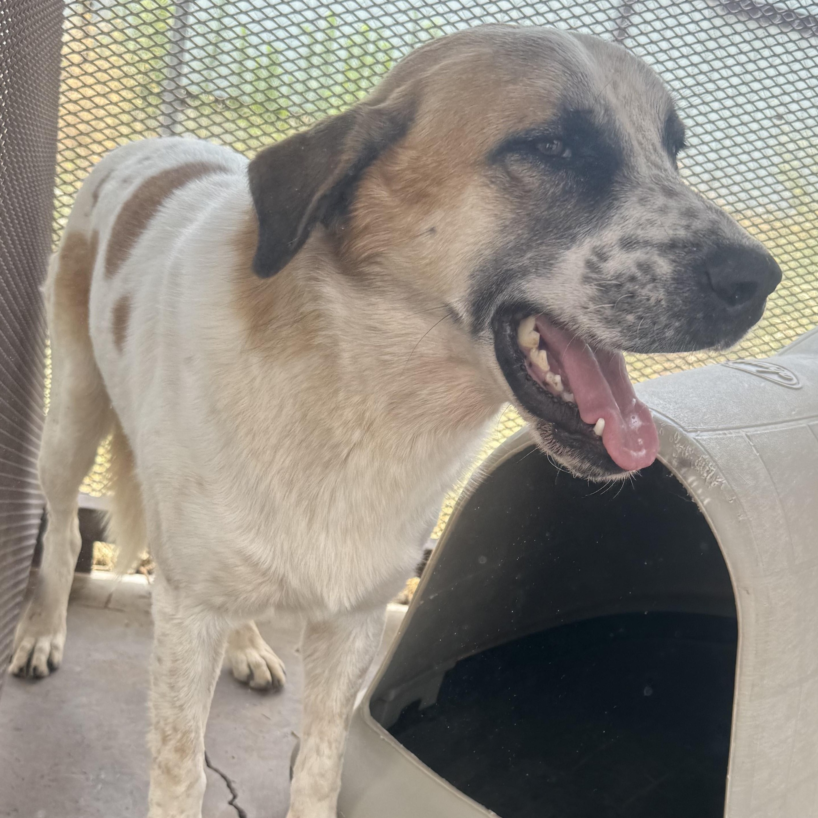 Great Northern, ADOPTABLE, Young Male Anatolian Shepherd.