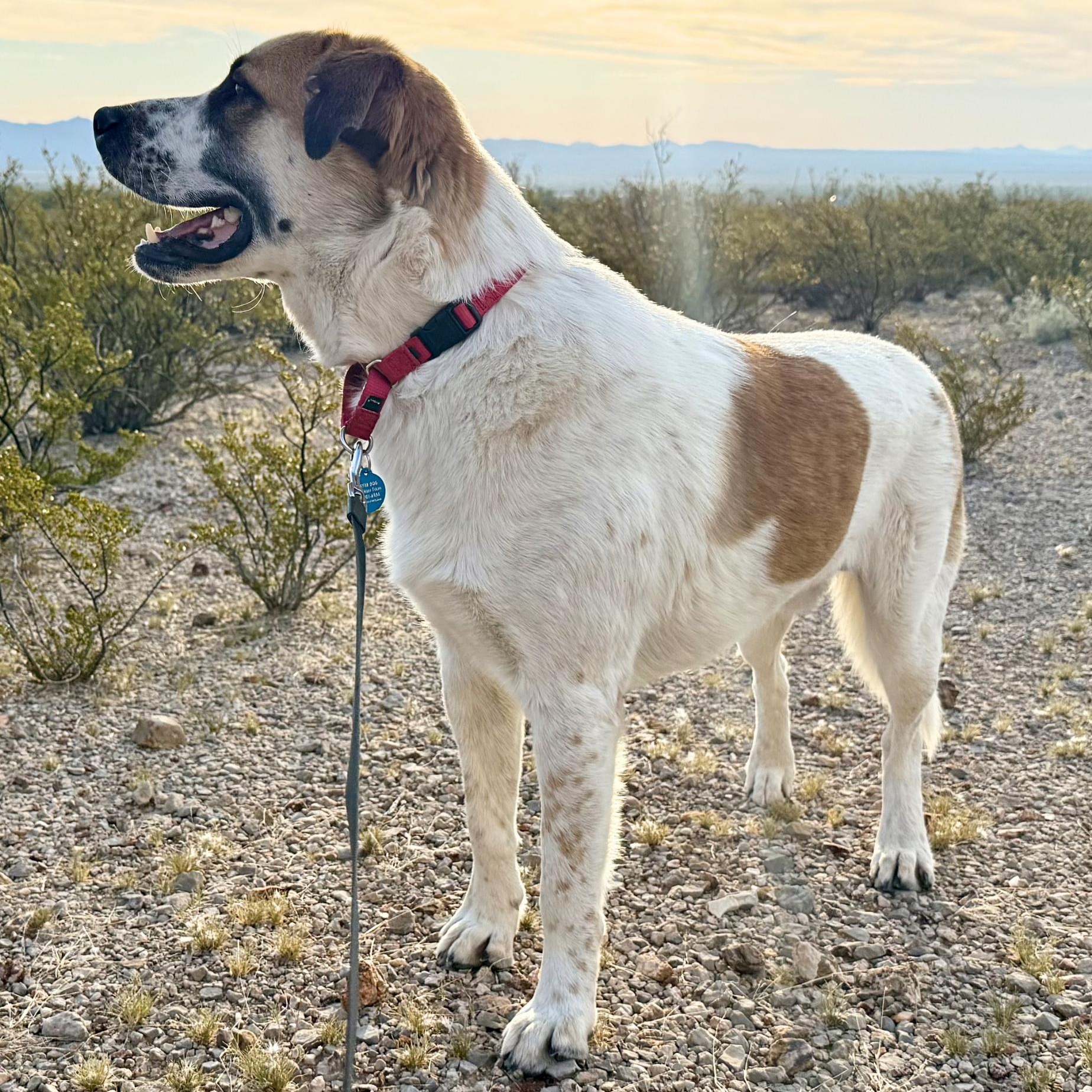 Enlarge Great Northern, a ADOPTABLE mixed breed in Marfa, TX image 6/6