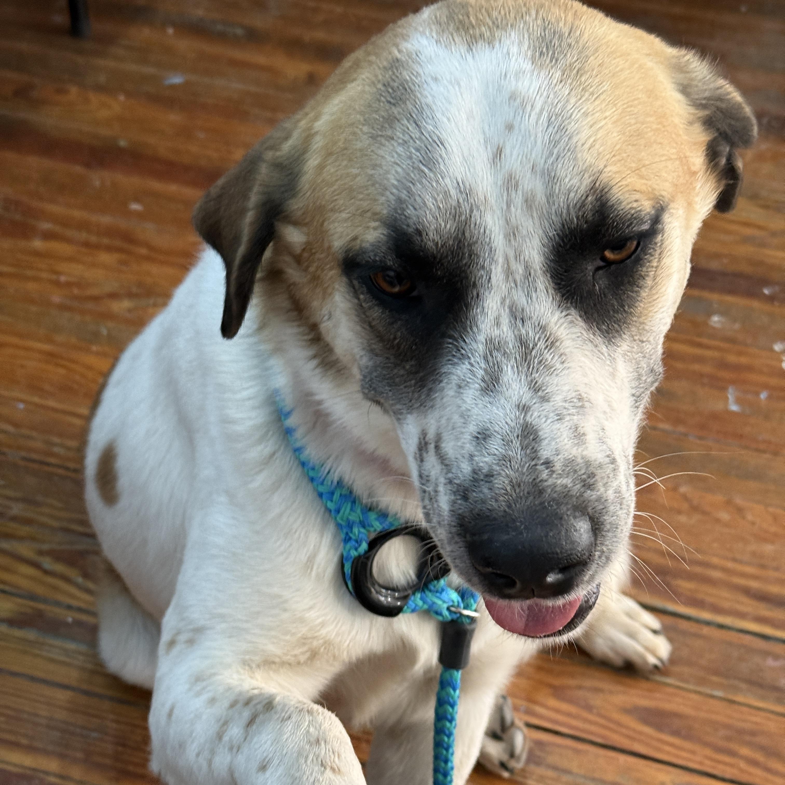 Enlarge Great Northern, a ADOPTABLE mixed breed in Marfa, TX image 5/6