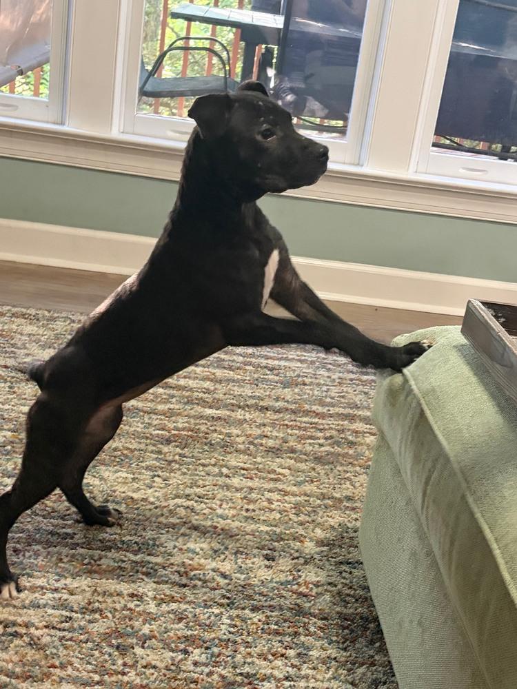 Ivy, a Adoptable mixed breed in Wake Forest, NC image 1/5