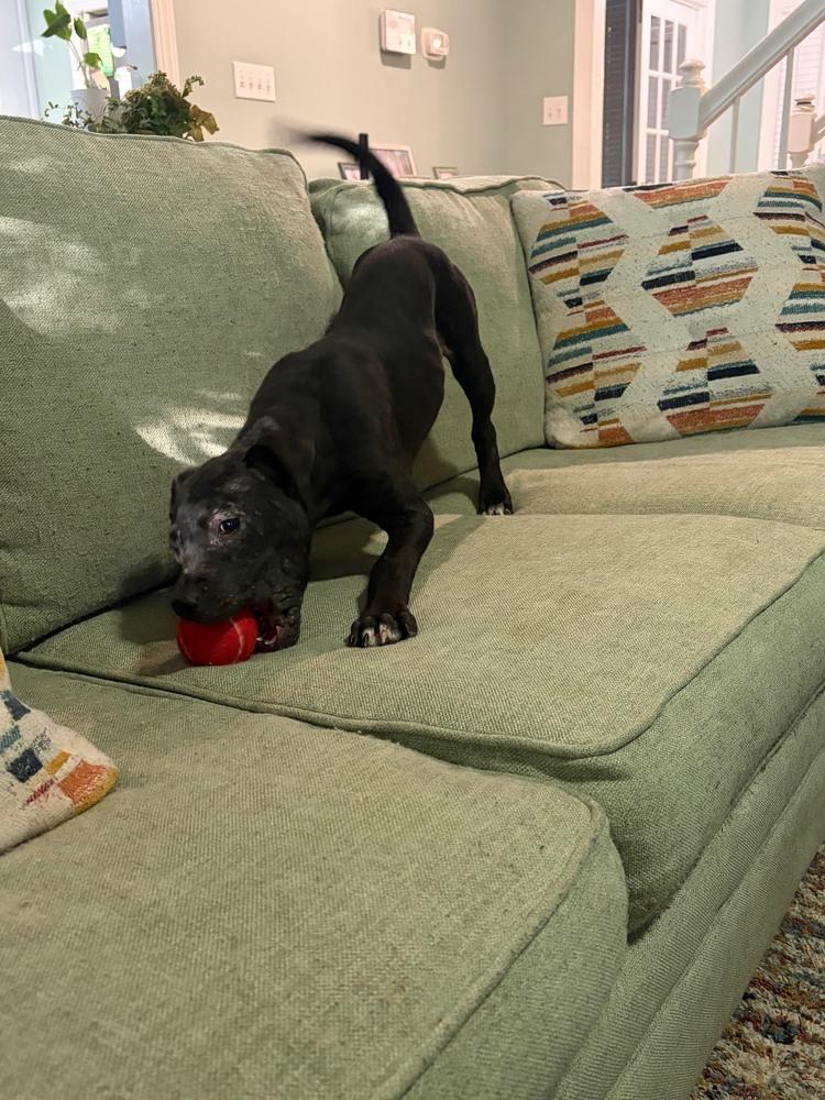 Ivy, a Adoptable mixed breed in Wake Forest, NC image 2/5