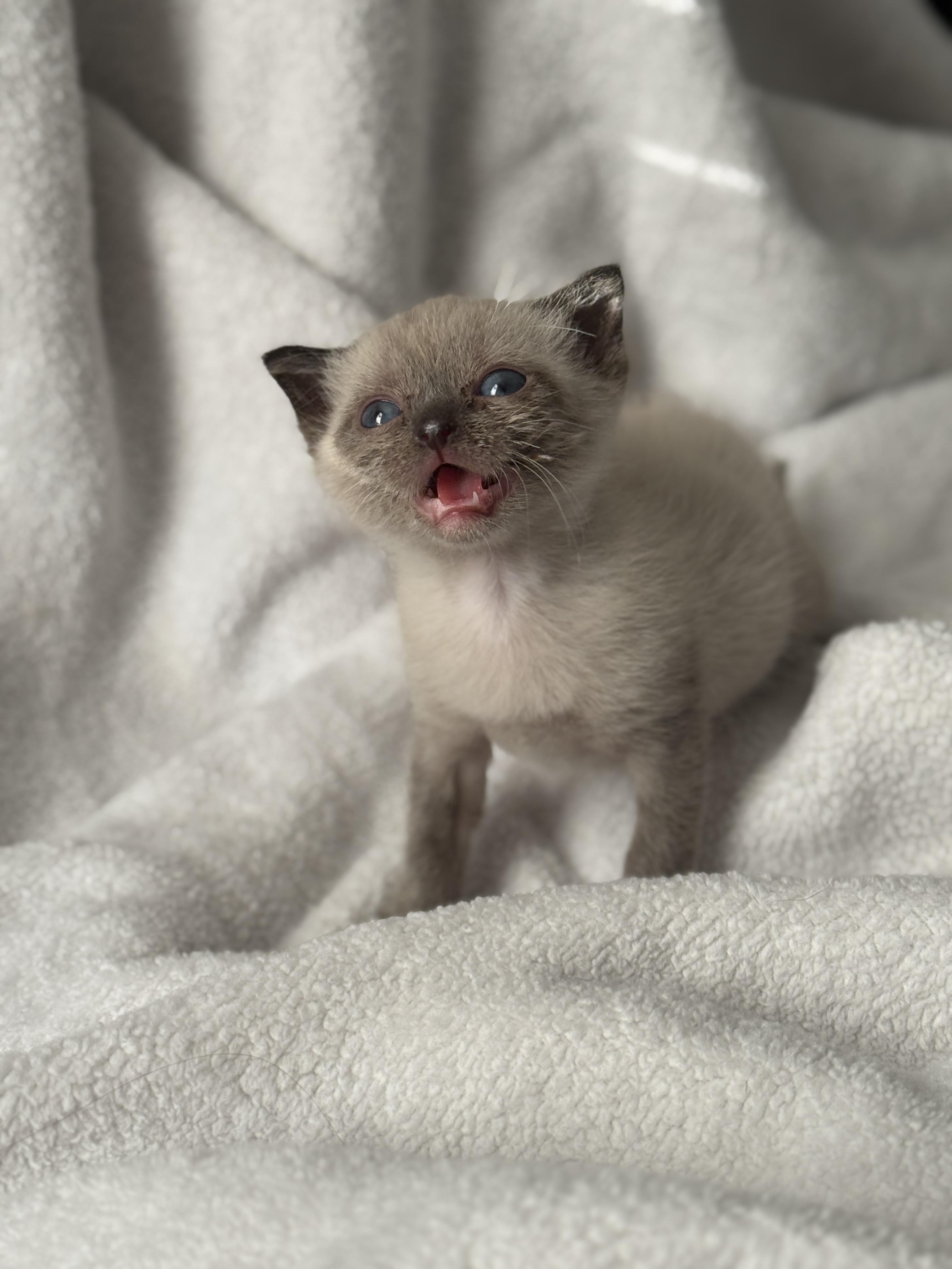 Sterling (foster to adopt), an adoptable Balinese in Clyde, NC, 28721 | Photo Image 3