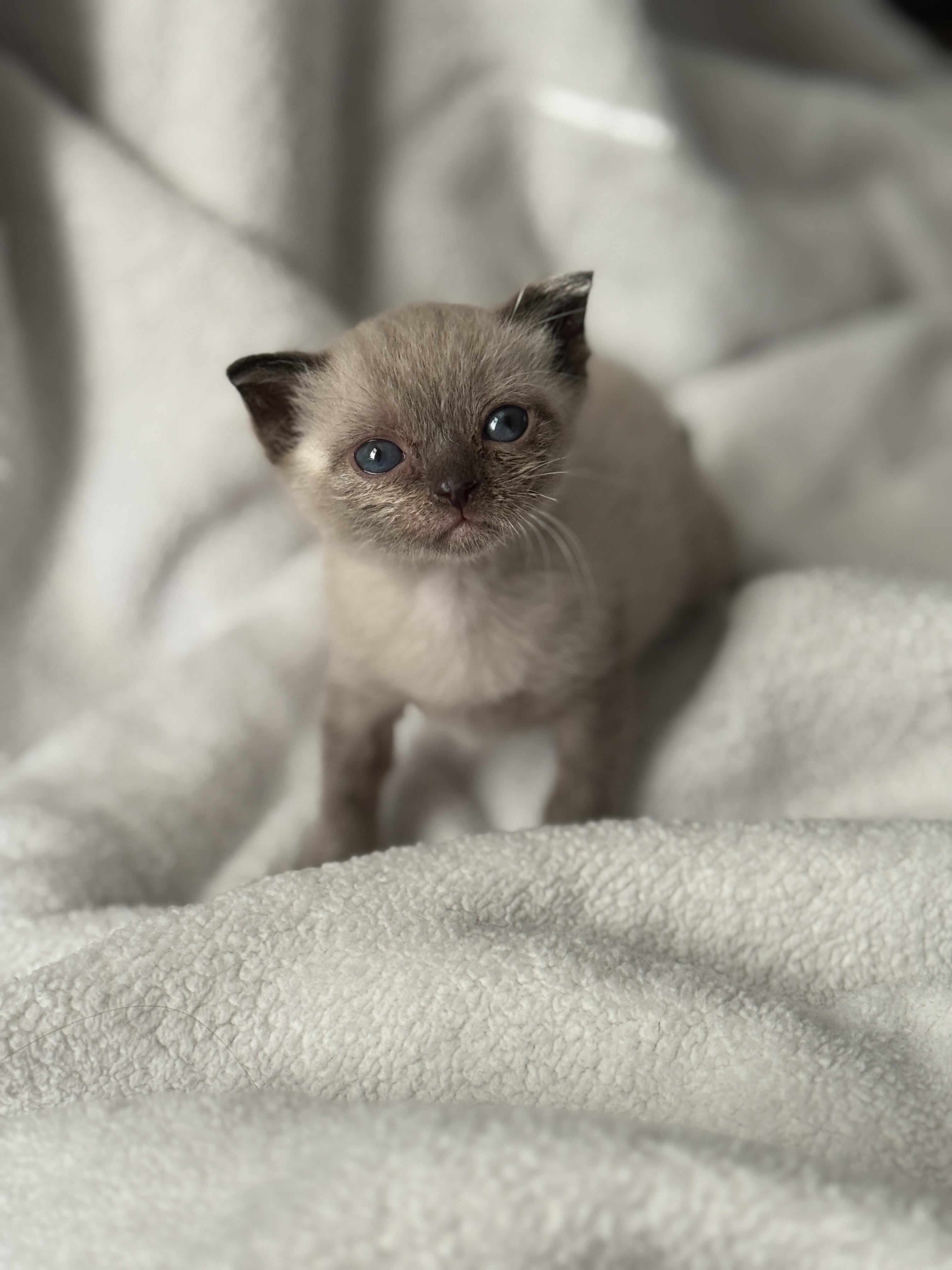 Sterling (foster to adopt), an adoptable Balinese in Clyde, NC, 28721 | Photo Image 1