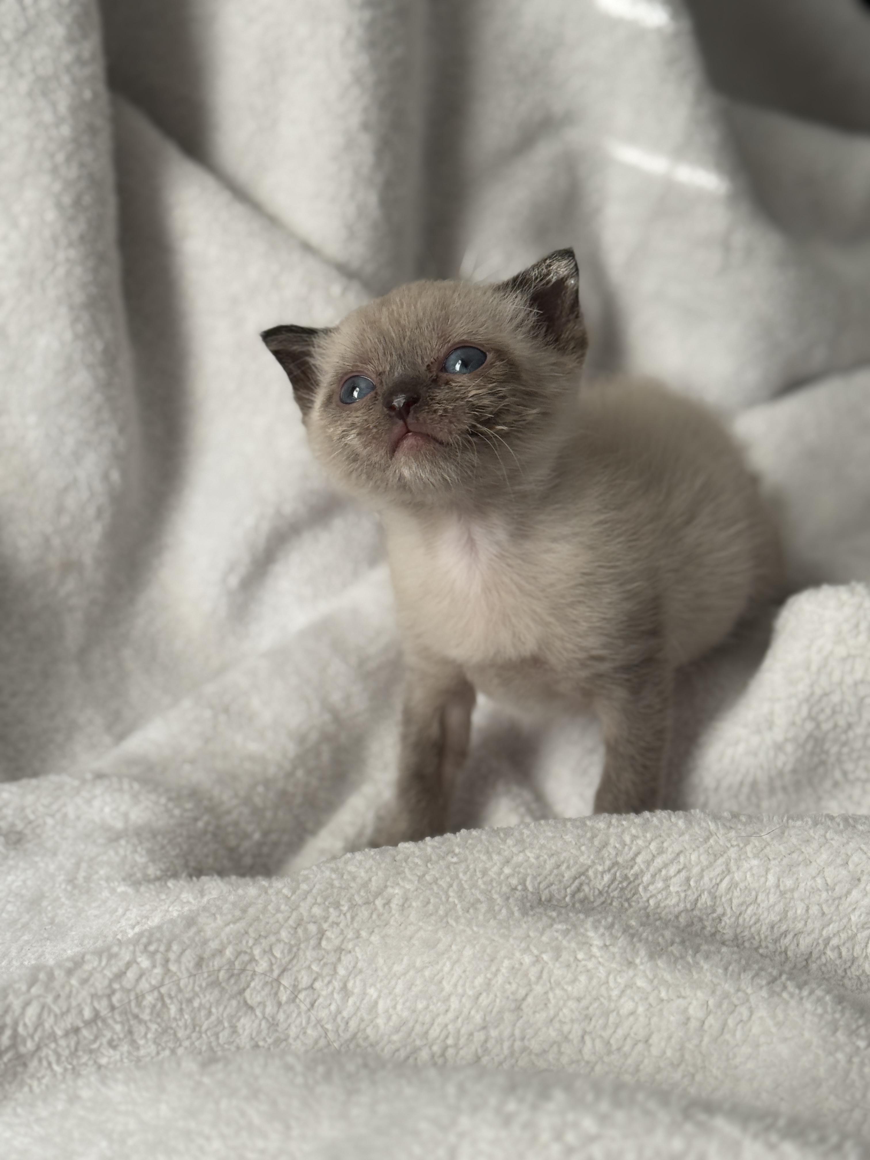 Sterling (foster to adopt), an adoptable Balinese in Clyde, NC, 28721 | Photo Image 2