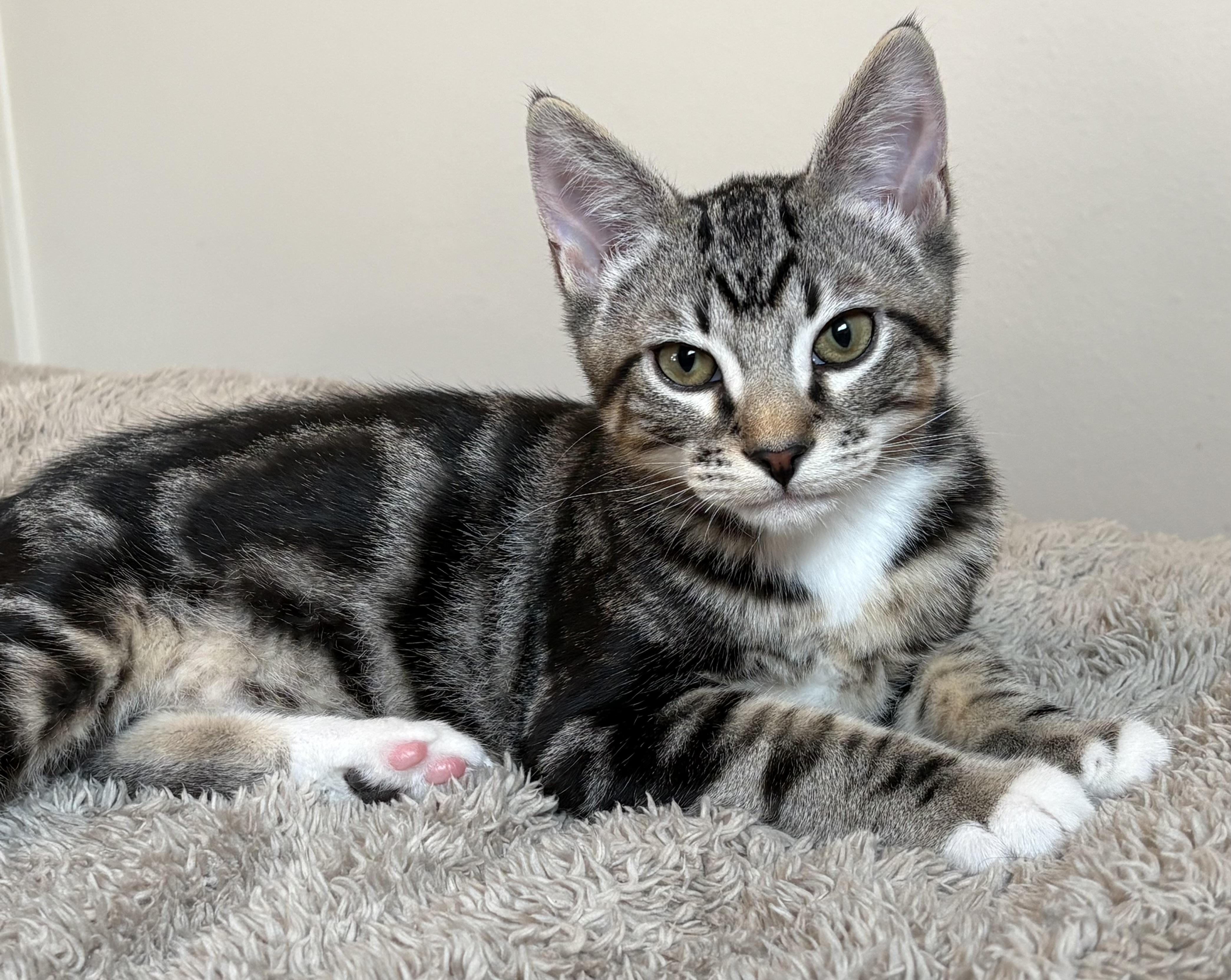 Enlarge Michael Anthony - bb, a Adoptable Domestic Short Hair in Burlington, WA image 3/3