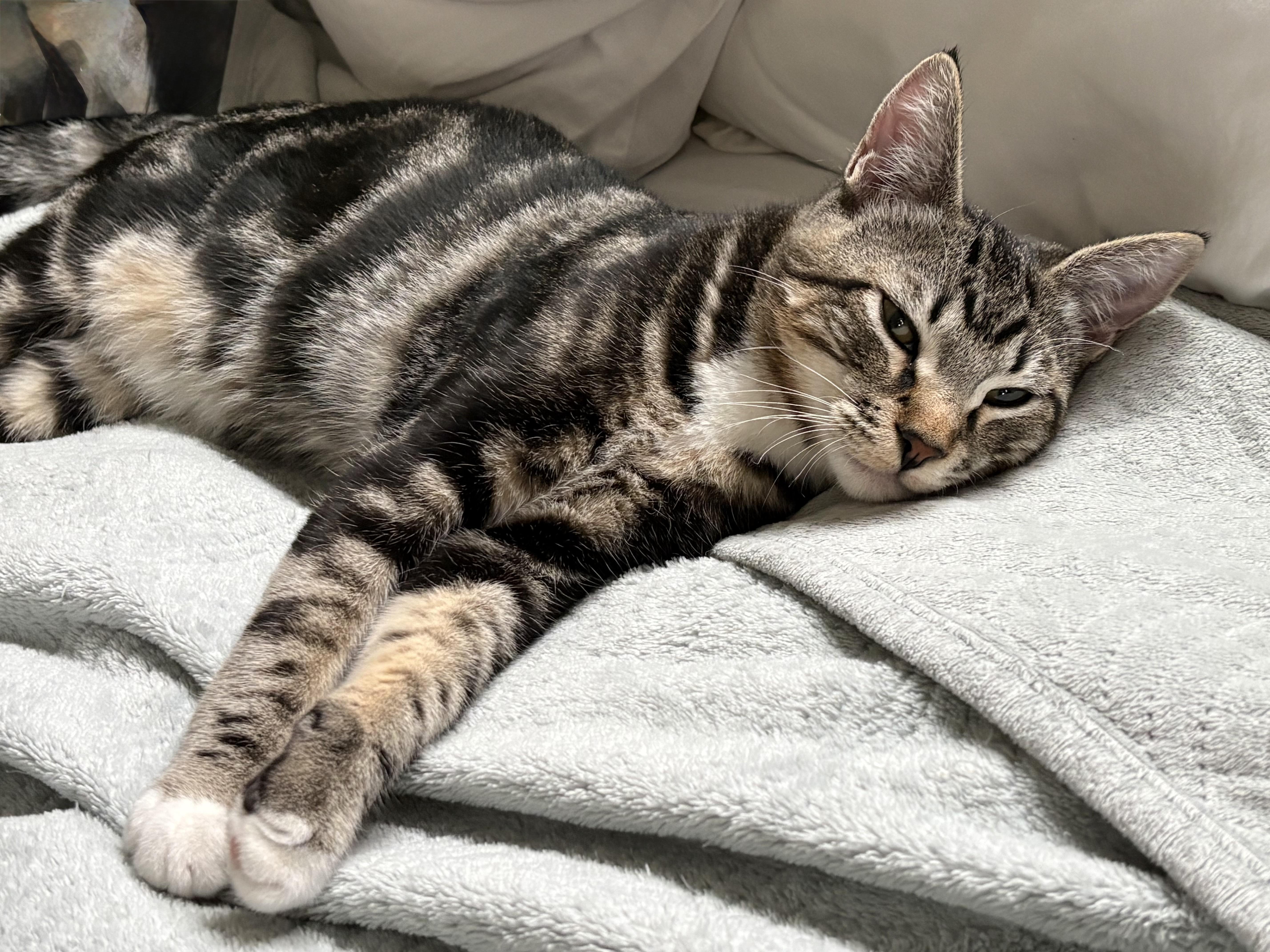 Enlarge Michael Anthony - bb, a Adoptable Domestic Short Hair in Burlington, WA image 2/3