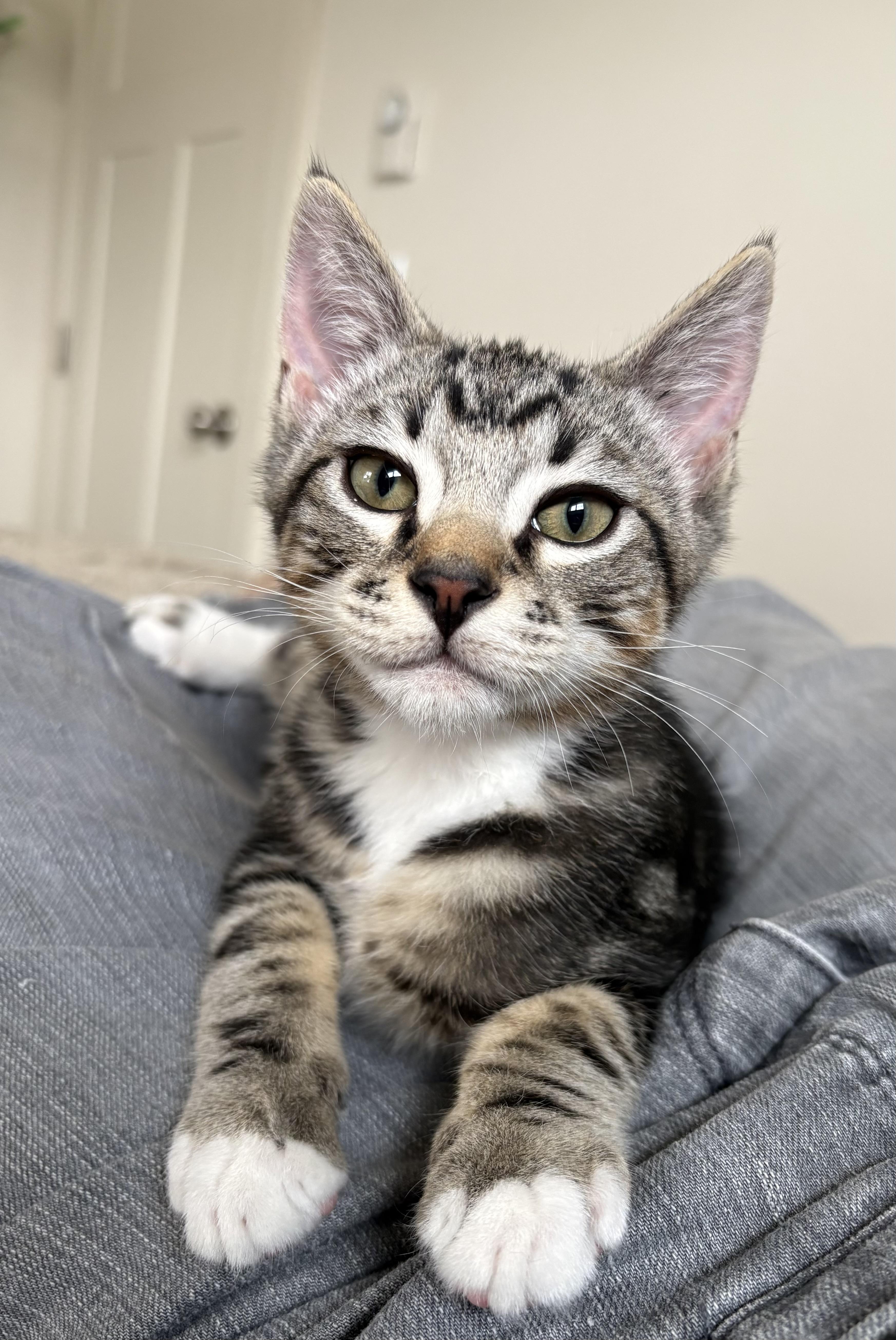 Michael Anthony - bb, Adoptable, Kitten Male Domestic Short Hair.
