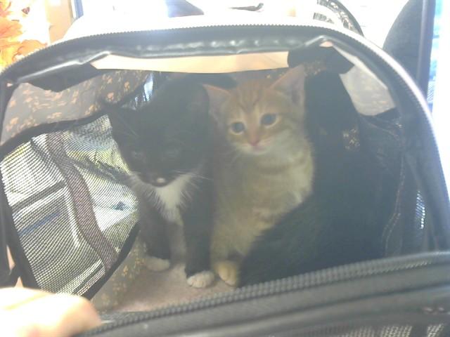 Enlarge ALFRED, a Adoptable Domestic Short Hair in Fort Wayne, IN image 1/1