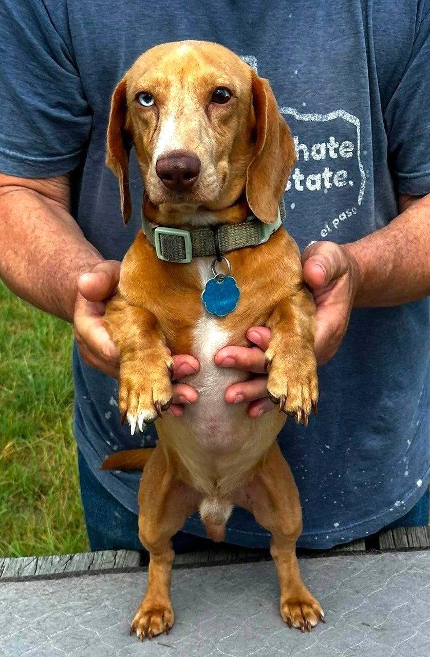 Vera's Freddy TX, Adopted, Adult Male Dachshund.