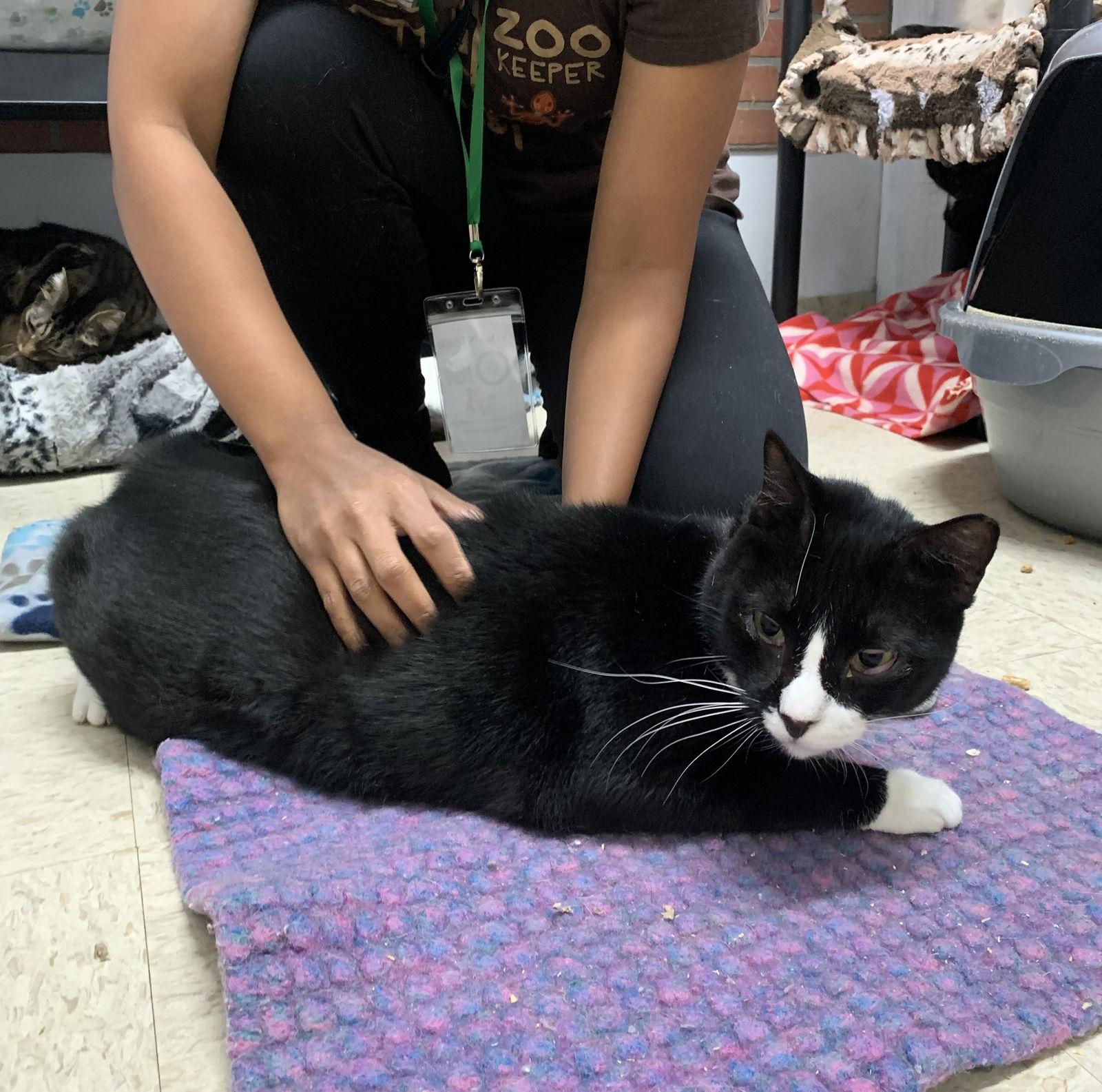 Stellaine, a Adoptable Tuxedo image 1/5