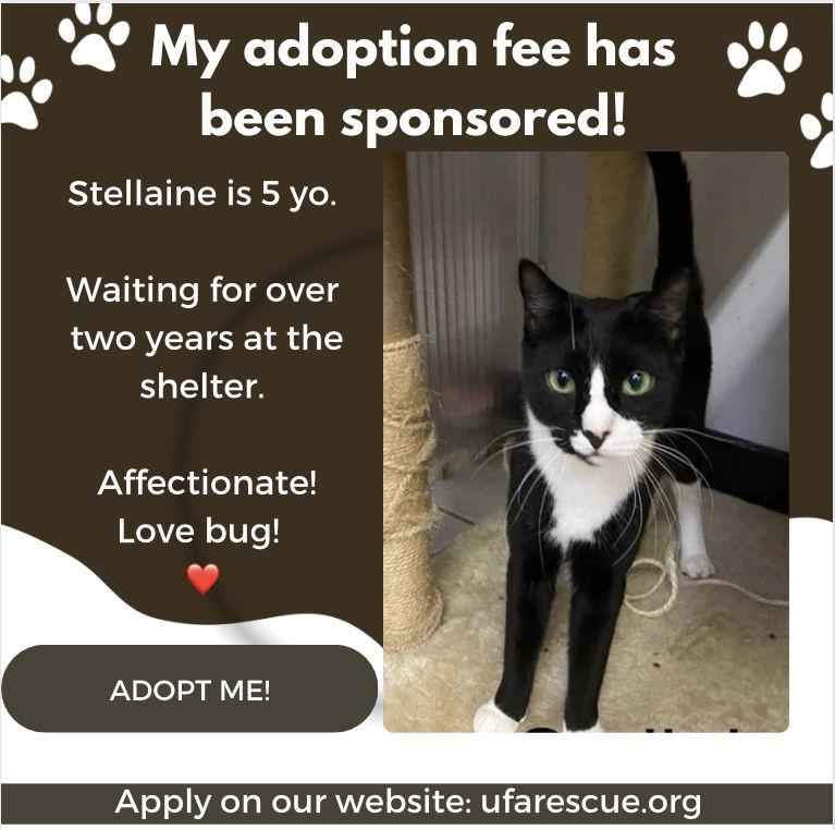Stellaine, a Adoptable Tuxedo image 3/5