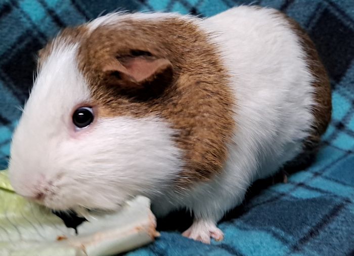 Guinea Pig for adoption Rocky, a ShortHaired in Gary, IN Petfinder