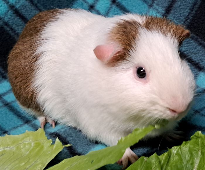 Guinea Pig for adoption Rocky, a ShortHaired in Gary, IN Petfinder