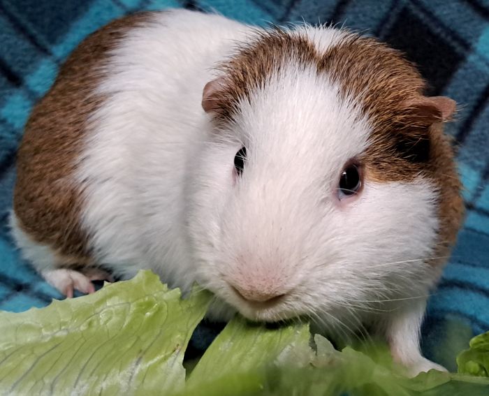 Guinea Pig for adoption Rocky, a ShortHaired in Gary, IN Petfinder