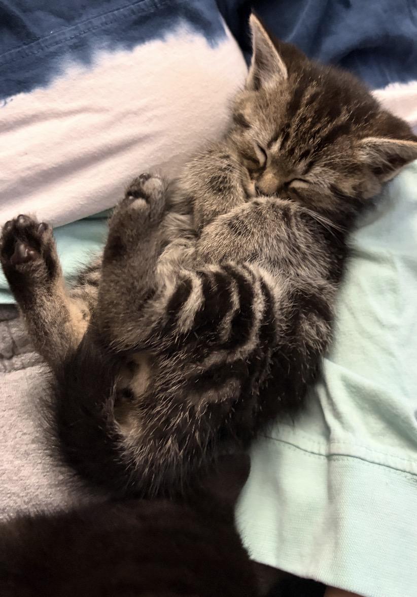 Enlarge Mario, a Adopted Domestic Short Hair in Andover, CT image 2/2