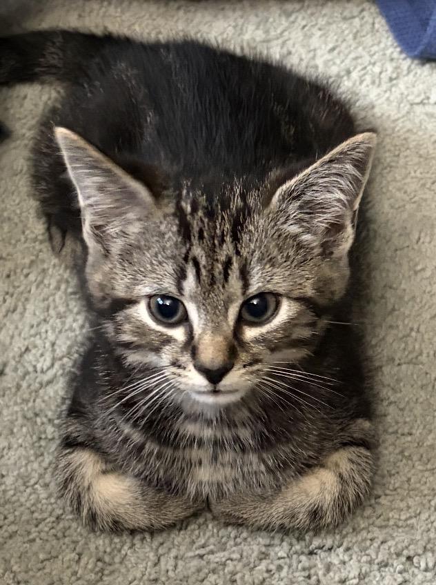 Mario, Adopted, Kitten Male Domestic Short Hair.