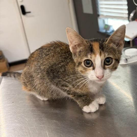 Enlarge Unique, a Adoptable Domestic Short Hair in Livingston, TX image 1/1