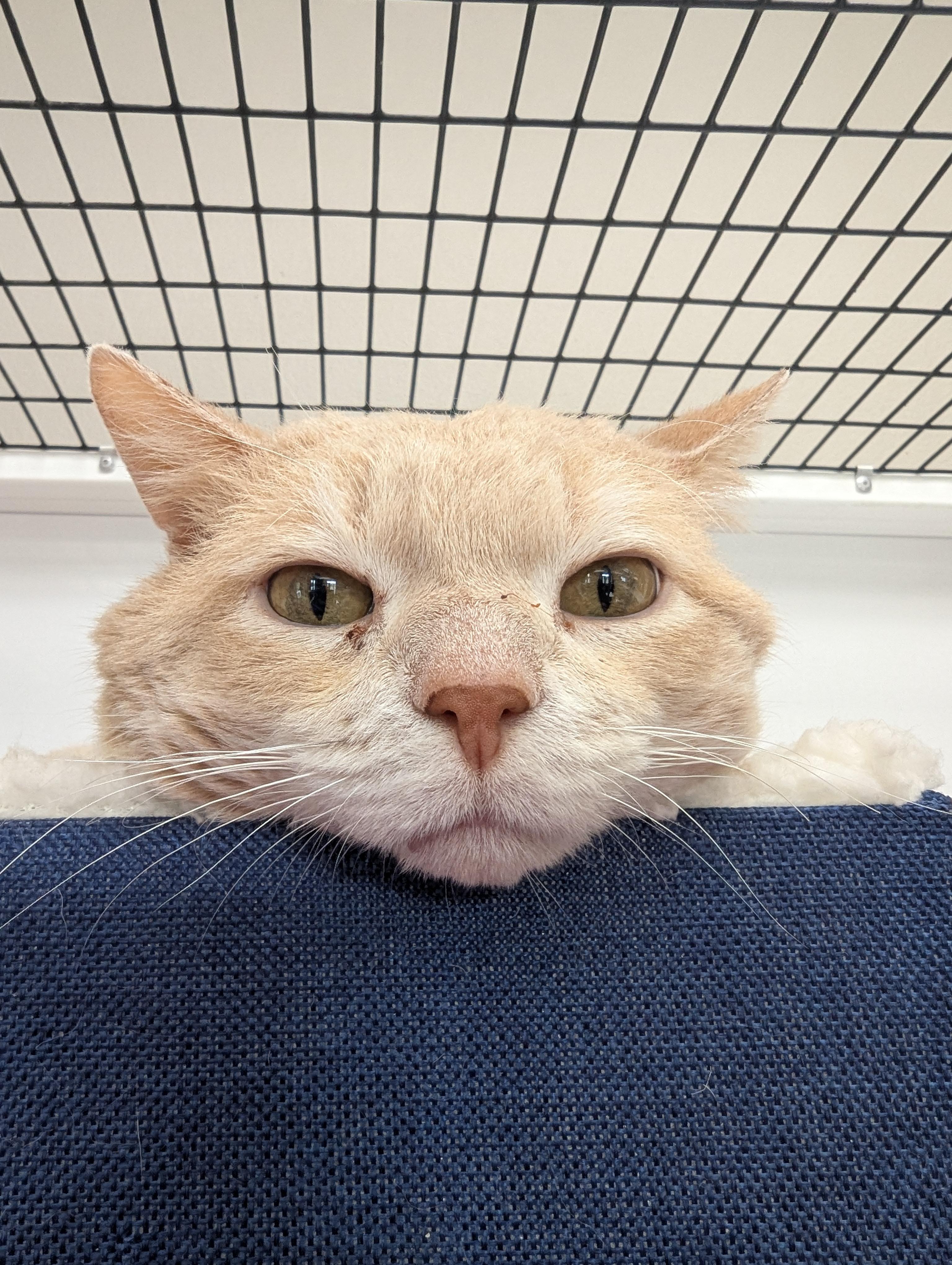 Enlarge Dirty Dan, a Adoptable Domestic Short Hair in Oconto, WI image 1/1