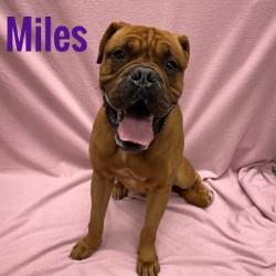 Miles, ADOPTABLE, Adult Male Mastiff.
