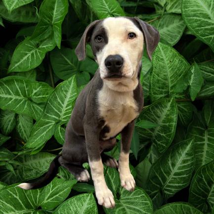 Alaska, Adoptable, Adult Male Hound & Labrador Retriever.