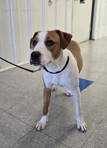 Wally, Adoptable, Young Male Mixed Breed & Mixed Breed.