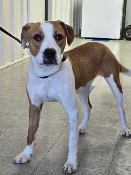 Enlarge Wally, a Adoptable Mixed Breed in Freeport, IL image 2/3