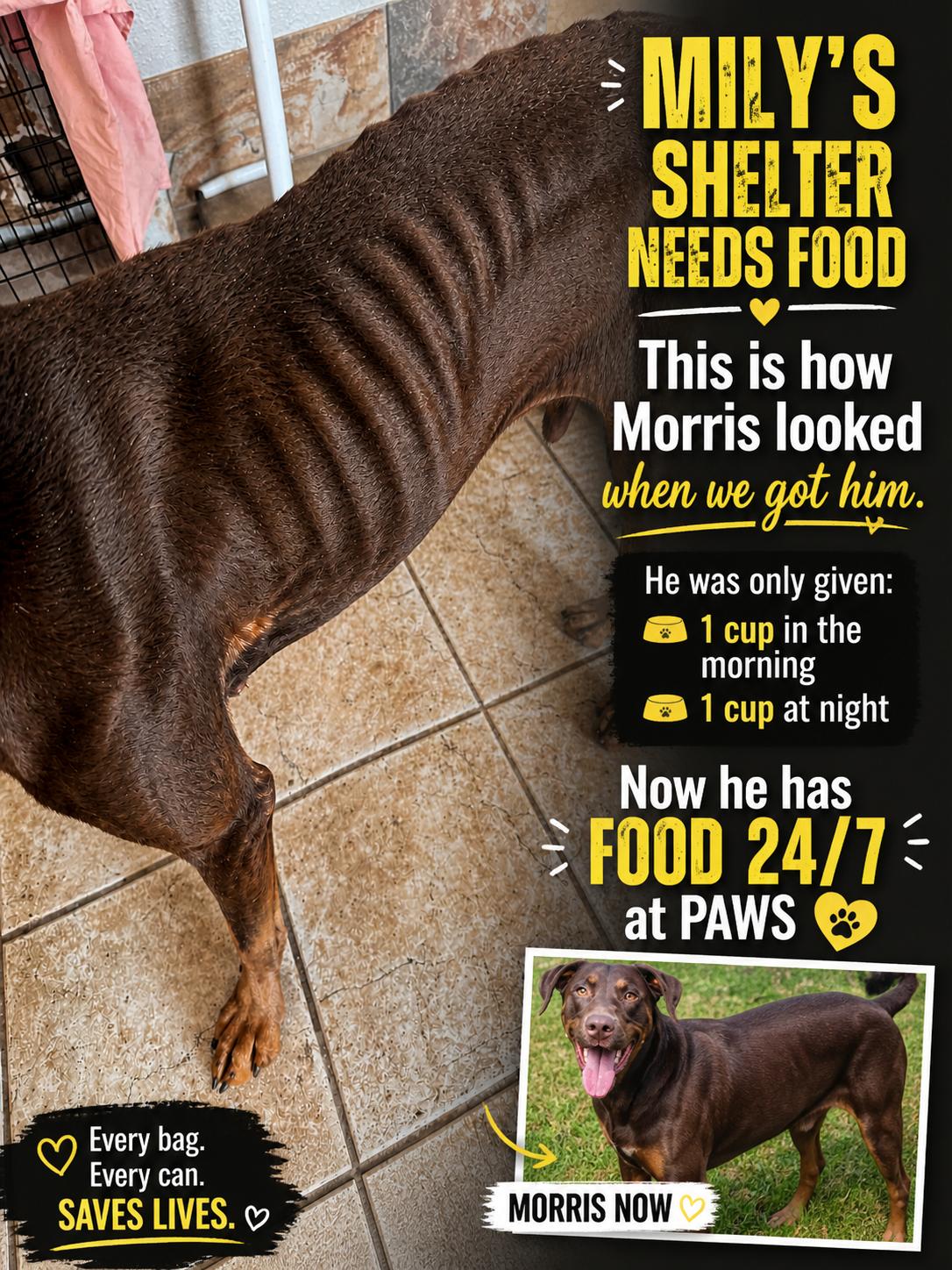 WE ARE RUNNING LOW IN FOOD, CAN YOU HELP?, ADOPTABLE, Adult Male Chihuahua.