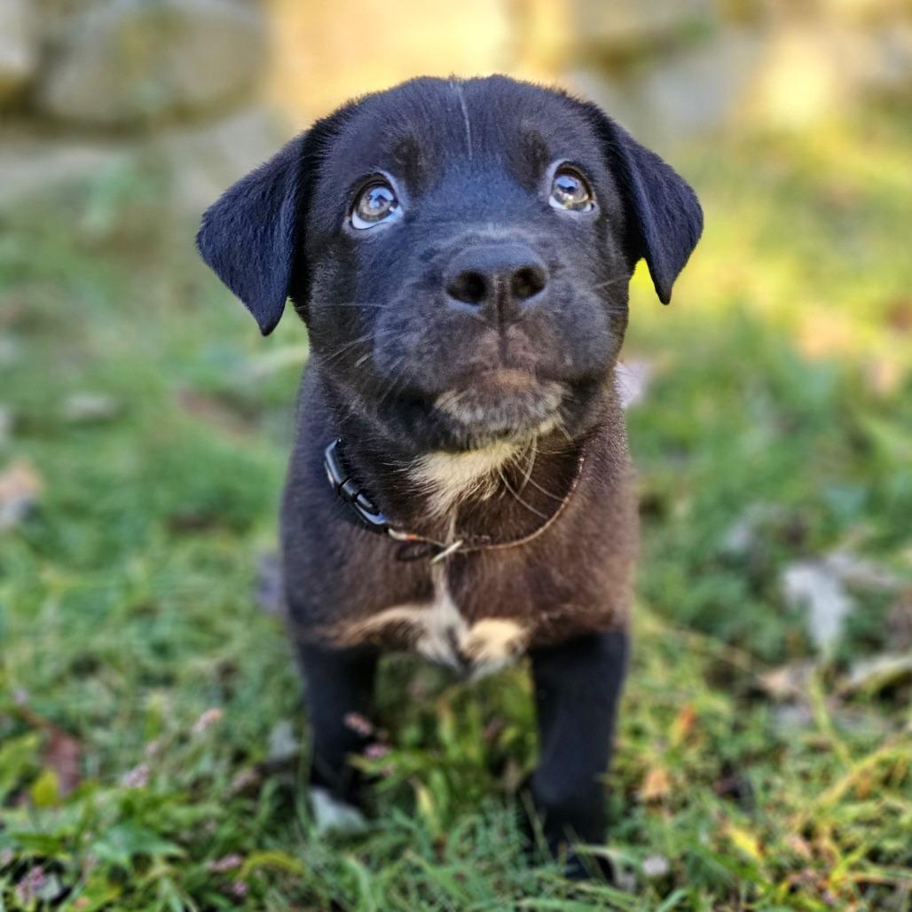 Rabbit, Adoptable, Puppy Male Mixed Breed.
