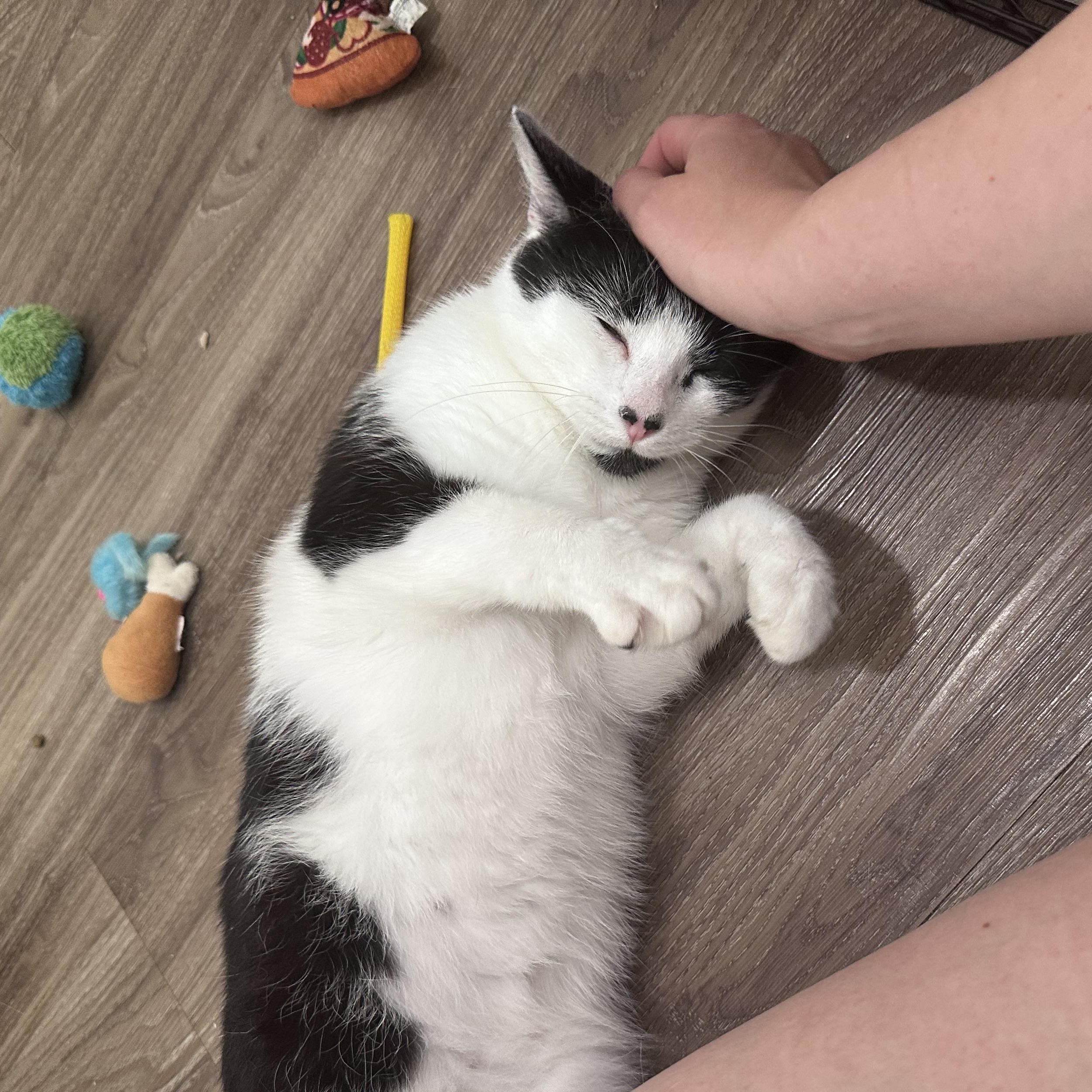 Enlarge Calf, a Adoptable Domestic Short Hair in Milwaukee, WI image 3/6
