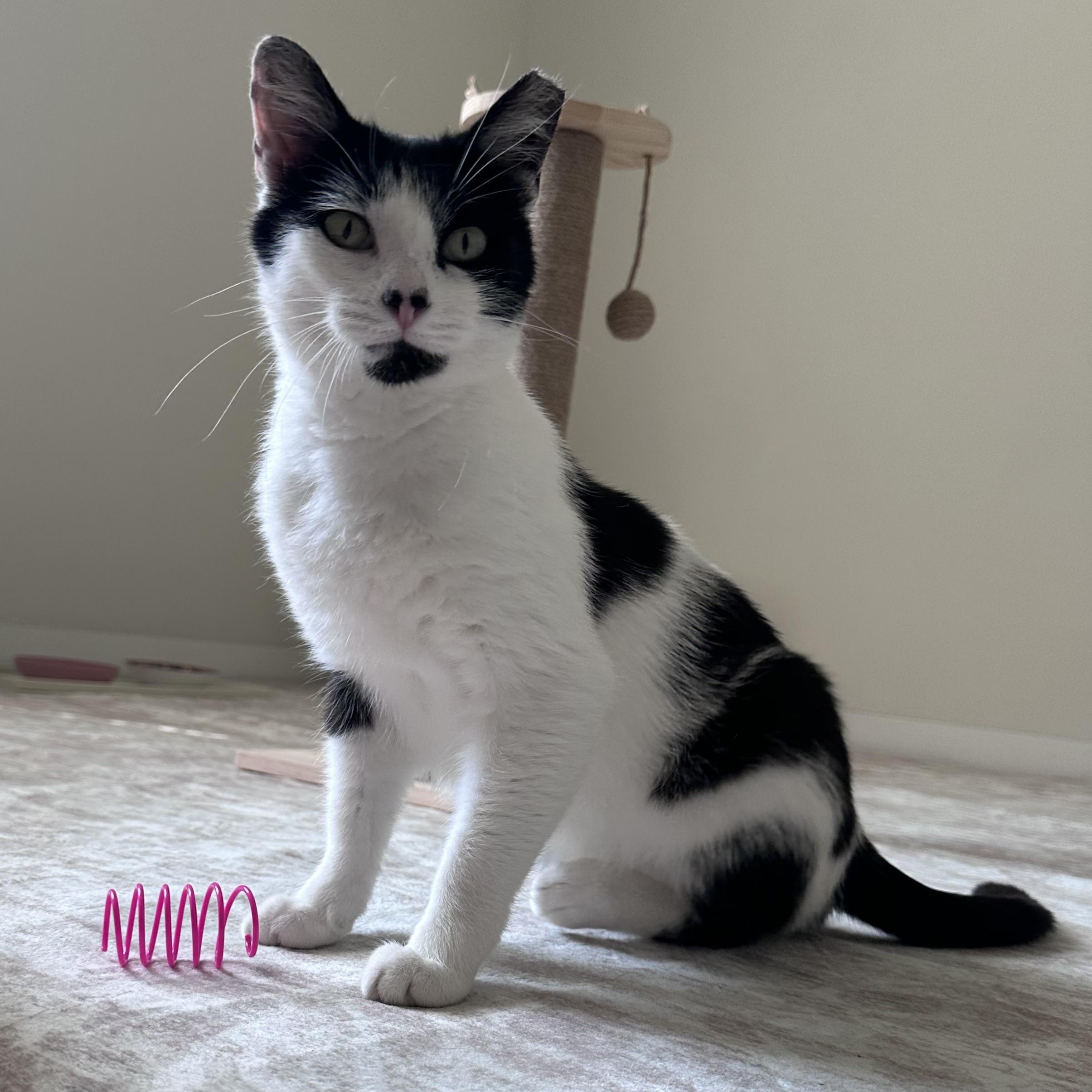 Enlarge Calf, a Adoptable Domestic Short Hair in Milwaukee, WI image 6/6