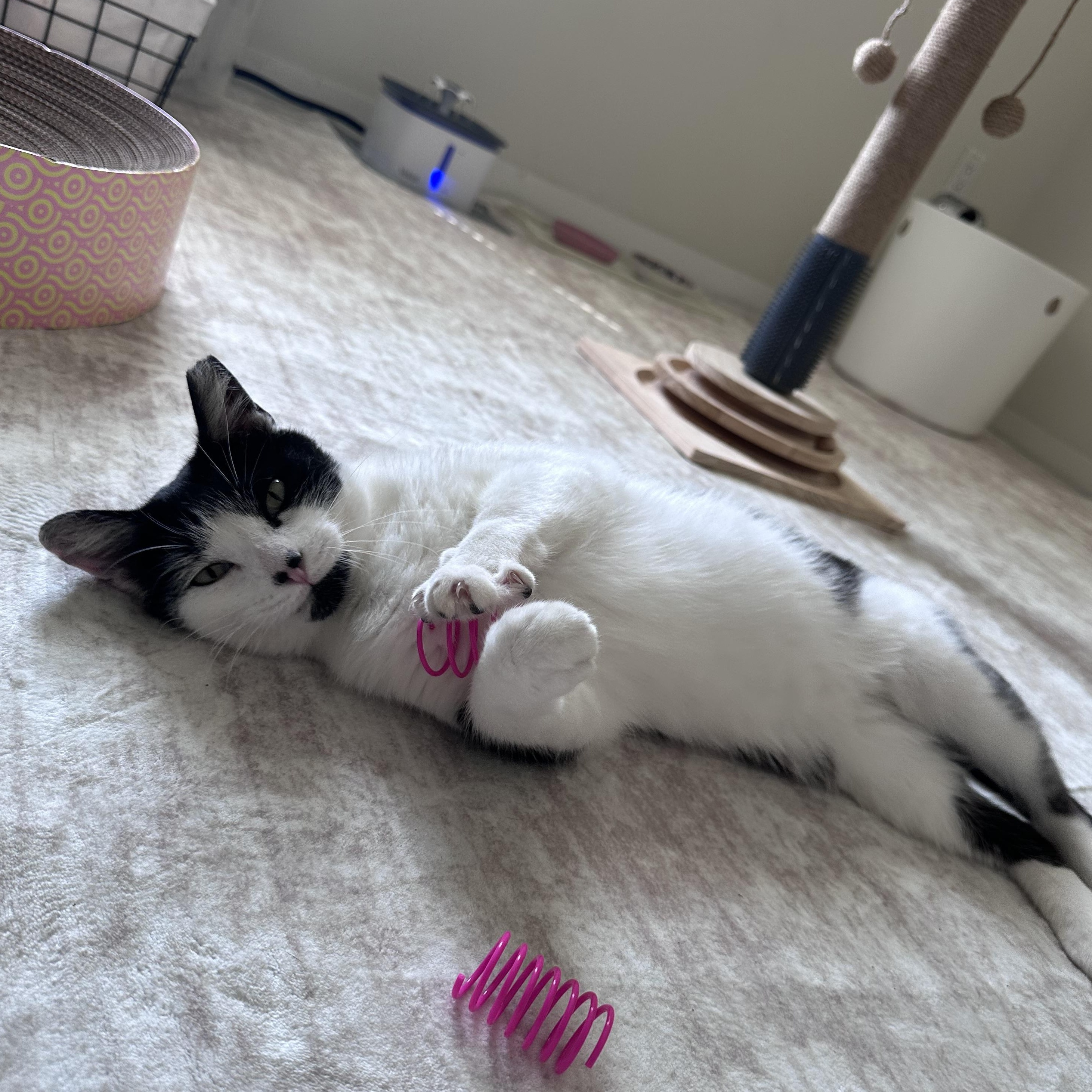 Enlarge Calf, a Adoptable Domestic Short Hair in Milwaukee, WI image 5/6