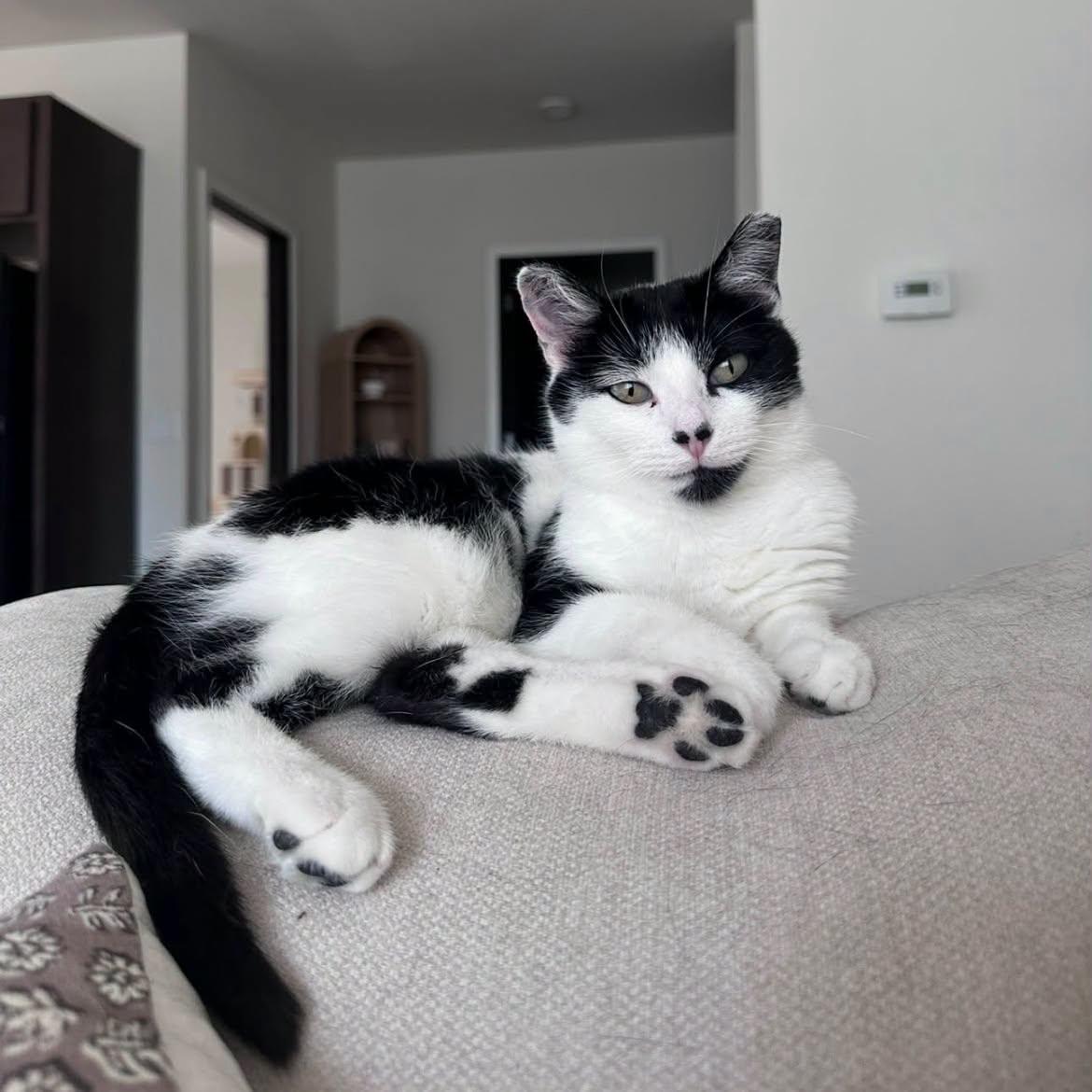 Enlarge Calf, a Adoptable Domestic Short Hair in Milwaukee, WI image 1/6