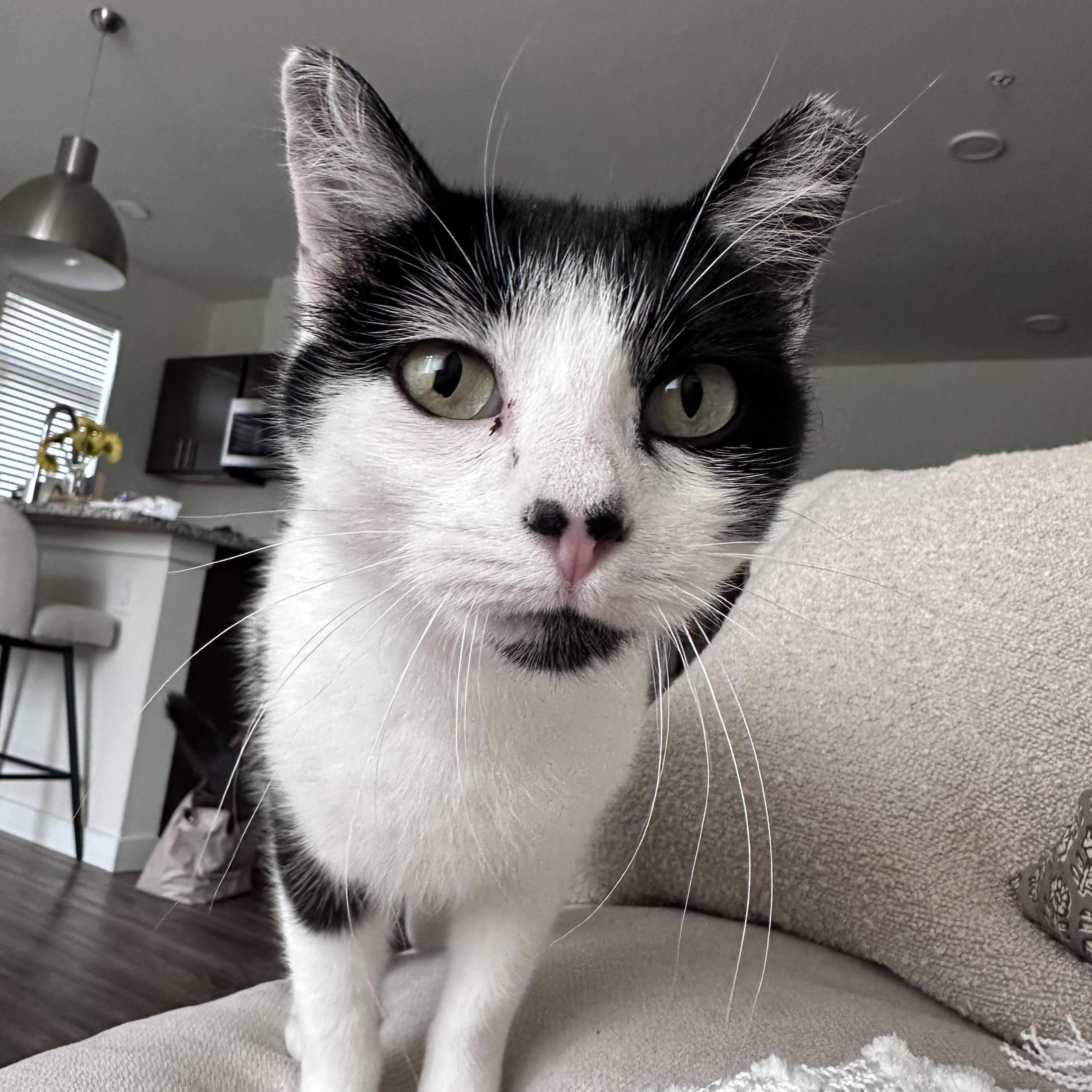Enlarge Calf, a Adoptable Domestic Short Hair in Milwaukee, WI image 2/6