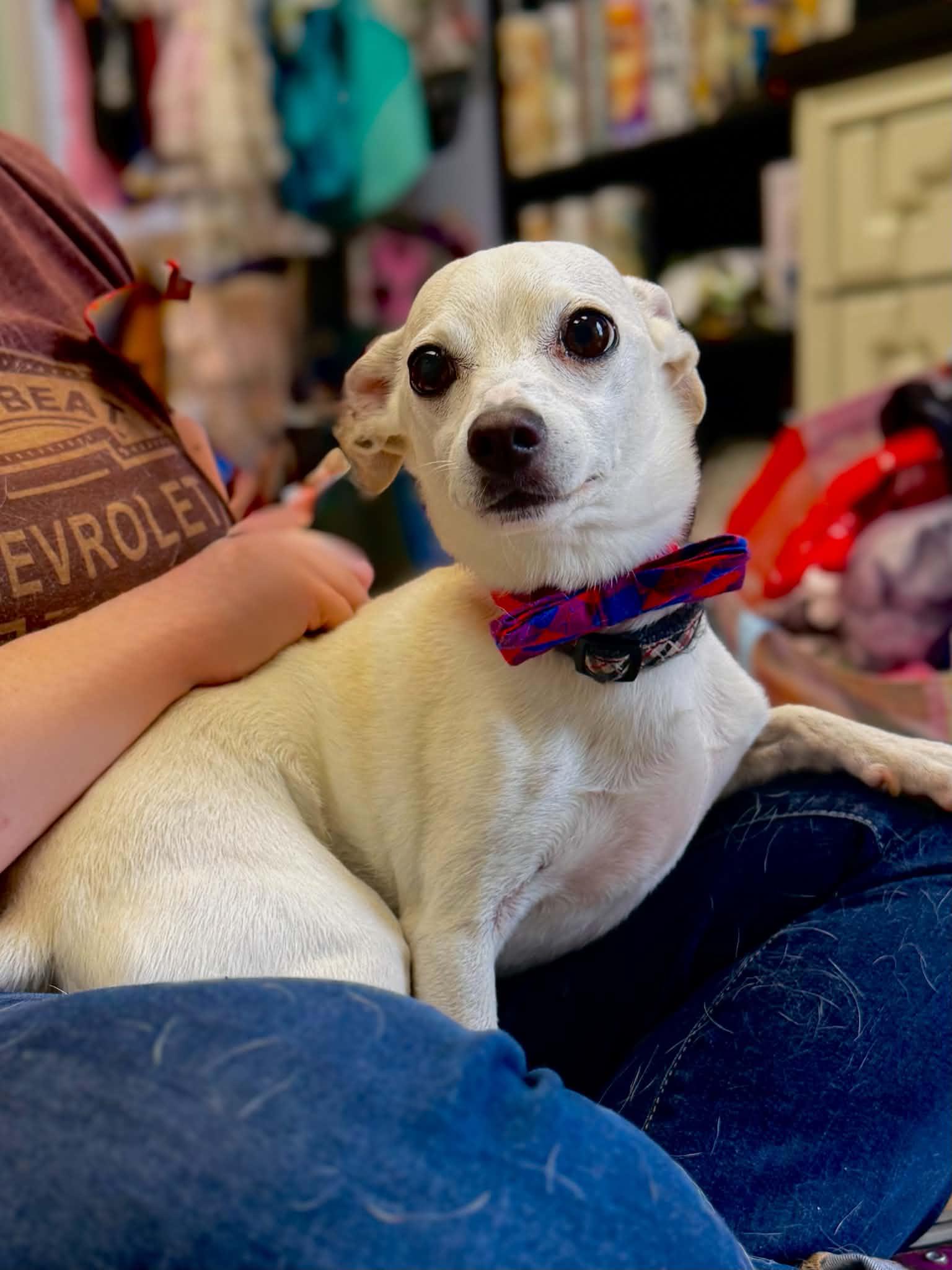 King, a ADOPTABLE mixed breed in Maryville, TN image 3/6