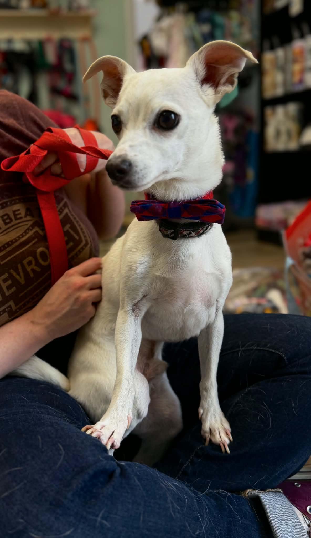 King, a ADOPTABLE mixed breed in Maryville, TN image 2/6