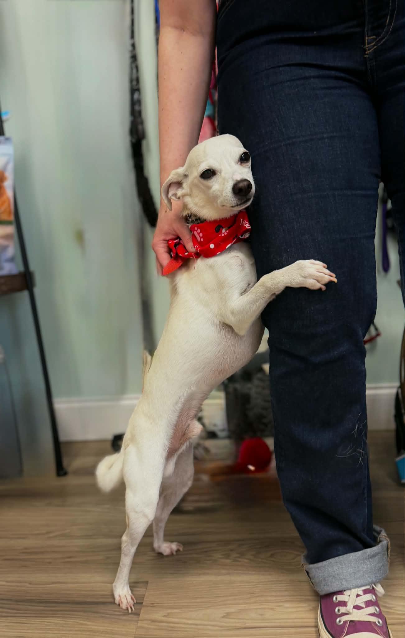 King, a ADOPTABLE mixed breed in Maryville, TN image 4/6