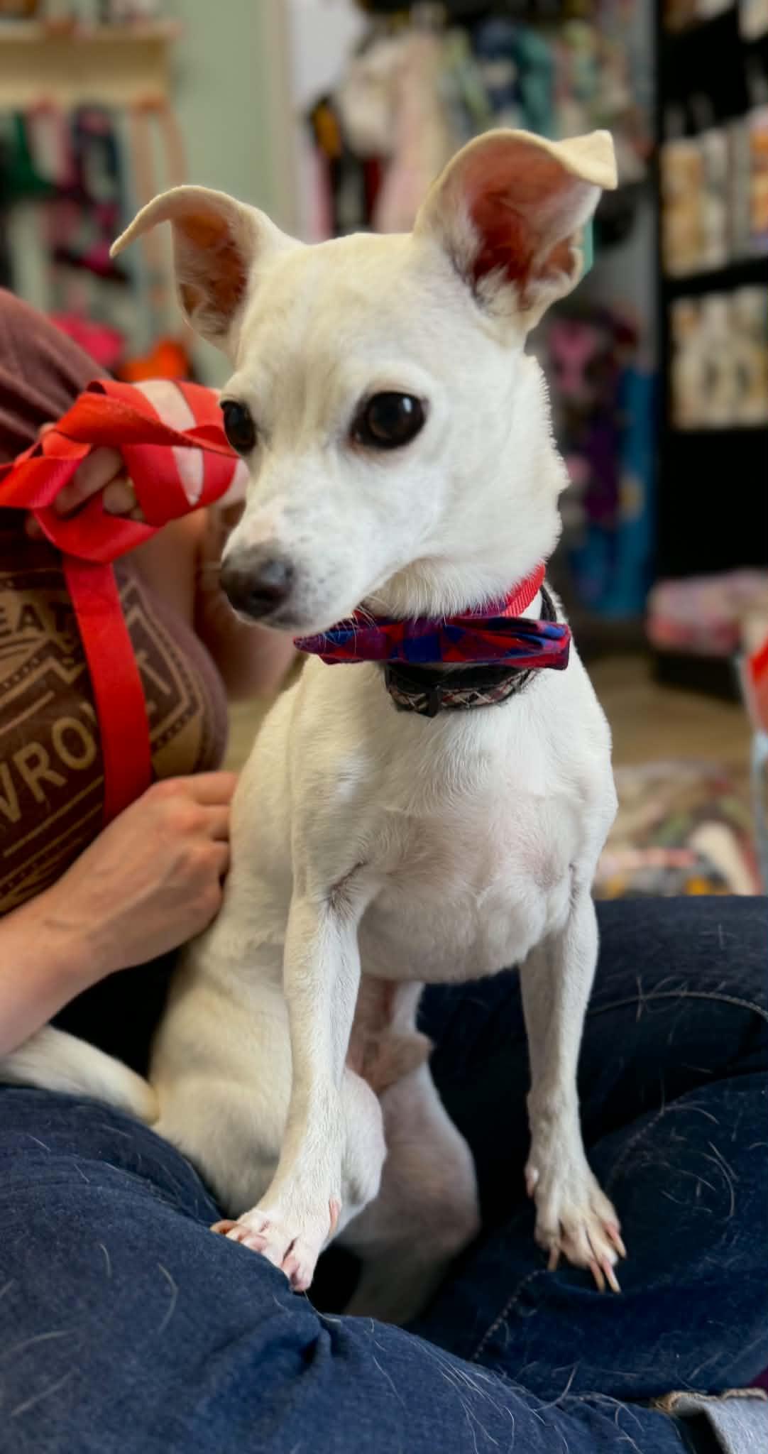 King, a ADOPTABLE mixed breed in Maryville, TN image 6/6