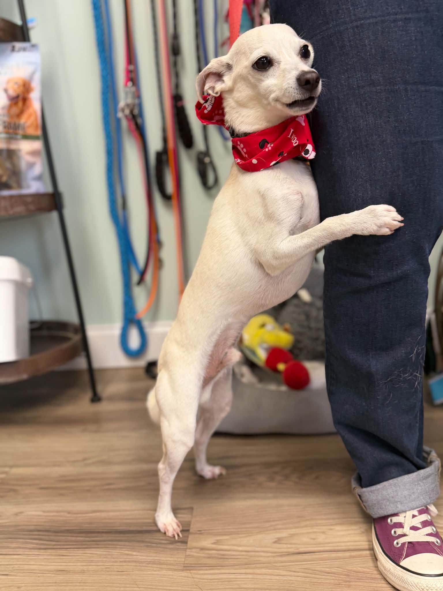 King, a ADOPTABLE mixed breed in Maryville, TN image 5/6
