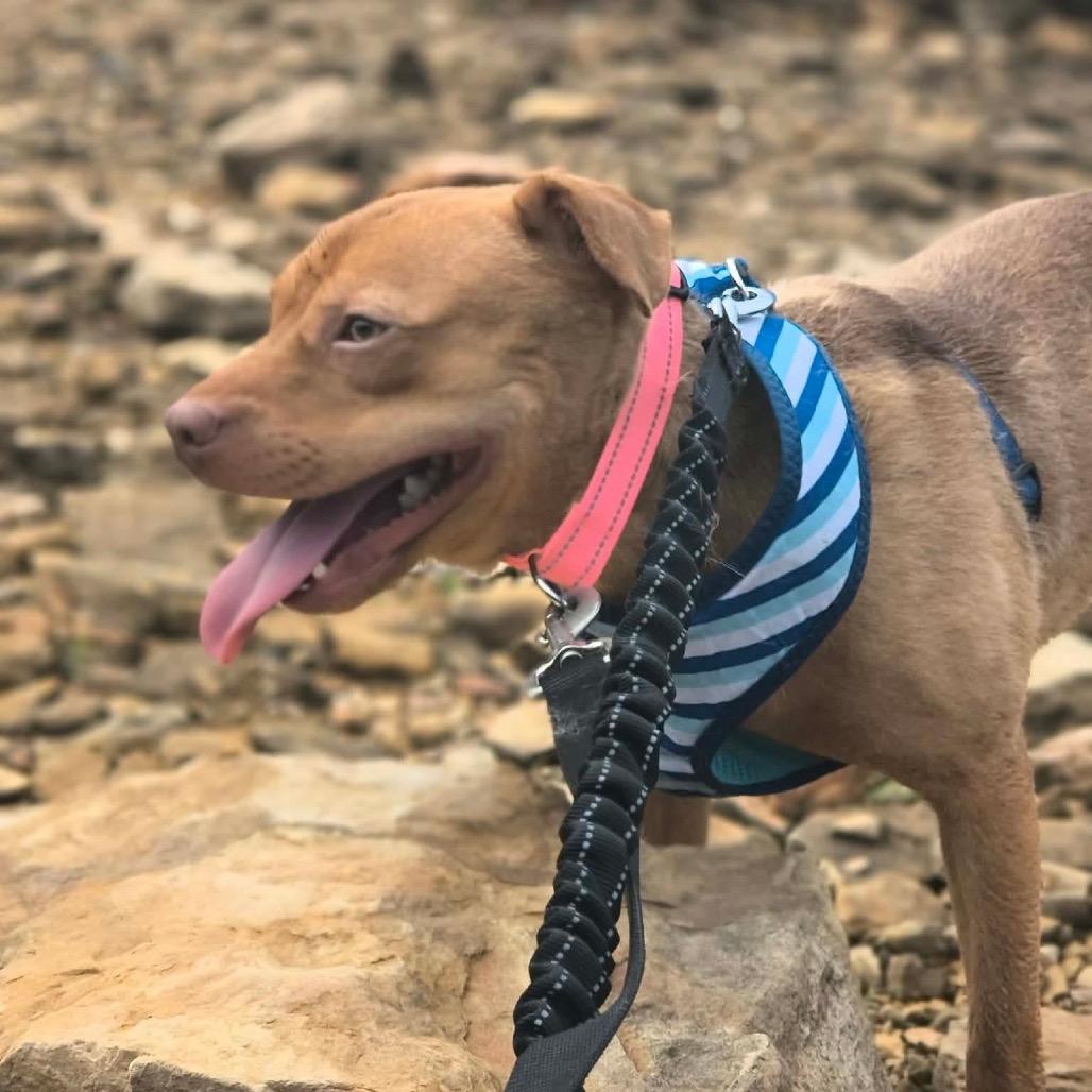 Walker Texas Ranger, Adoptable, Young Male Mixed Breed.
