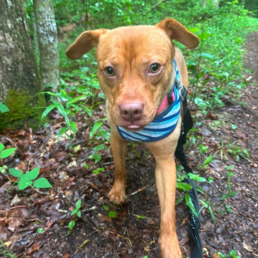 Enlarge Walker Texas Ranger, a Adoptable Mixed Breed in Corbin, KY image 2/6