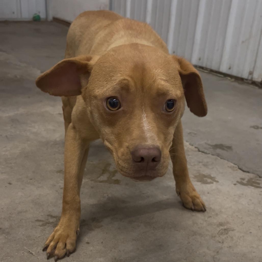 Ranger, Adoptable, Young Male Mixed Breed.